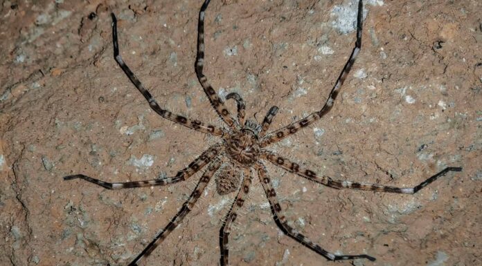 Biggest Spiders: Giant Huntsman Spider