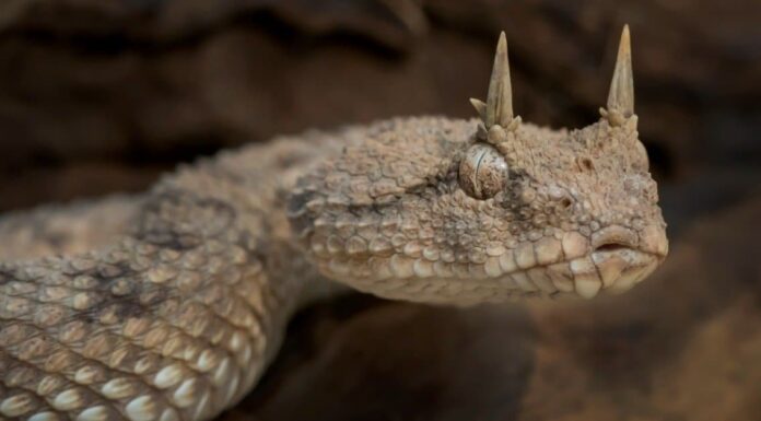  QUESTO ESISTE?  Scopri 13 serpenti con le corna!
