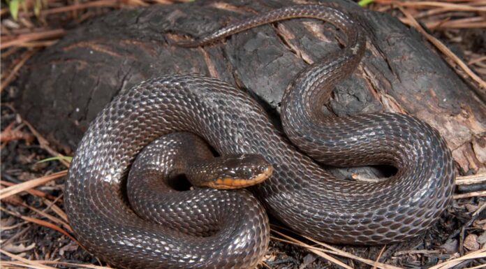 Glossy Crayfish Snake
