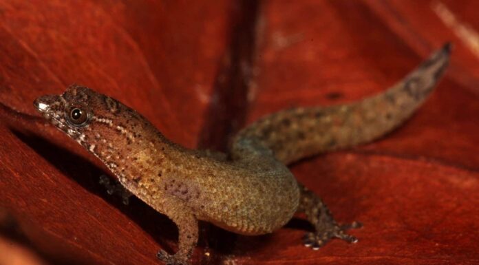 I 10 animali più piccoli del mondo
