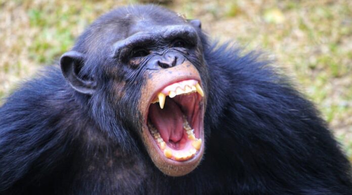 Aggressive Animal: Chimpanzee