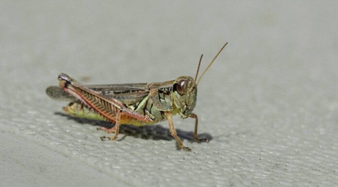 Largest grasshoppers - two striped grasshopper