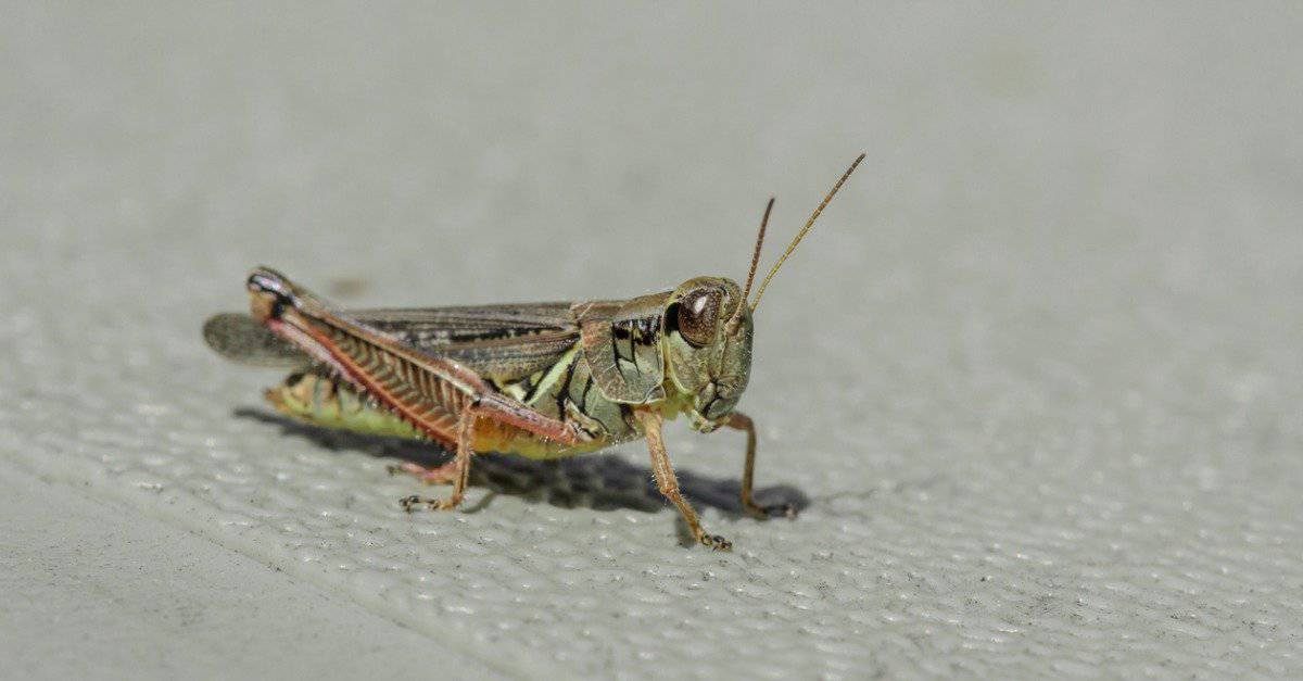 Largest grasshoppers - two striped grasshopper