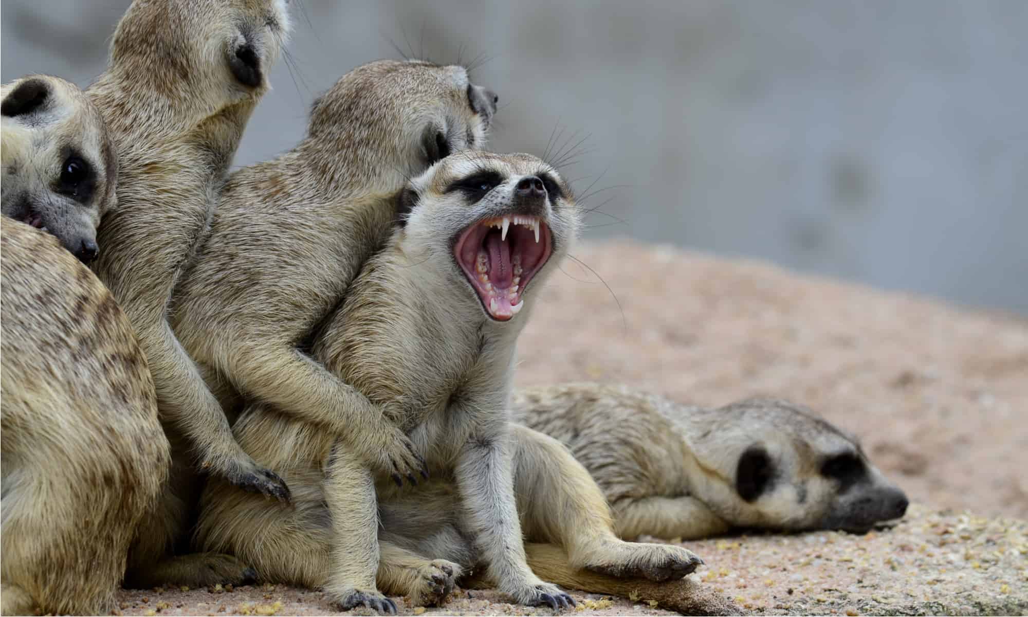 Meerkat vs Prairie Dog: quali sono le principali differenze?