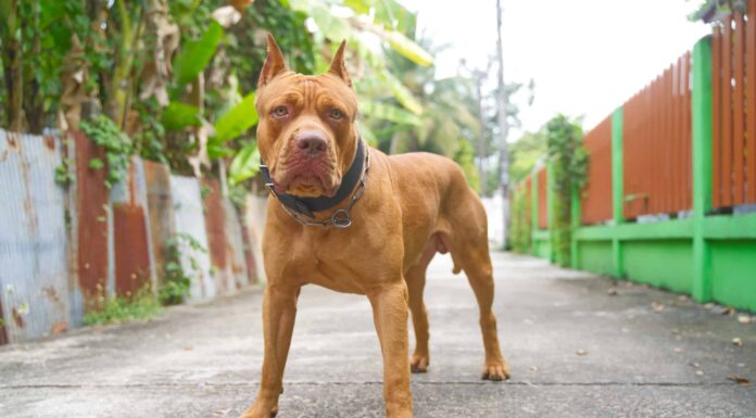  Per cosa sono stati allevati i pitbull?  Sono cani da combattimento?
