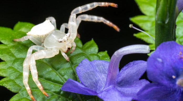 9 ragni bianchi in Florida
