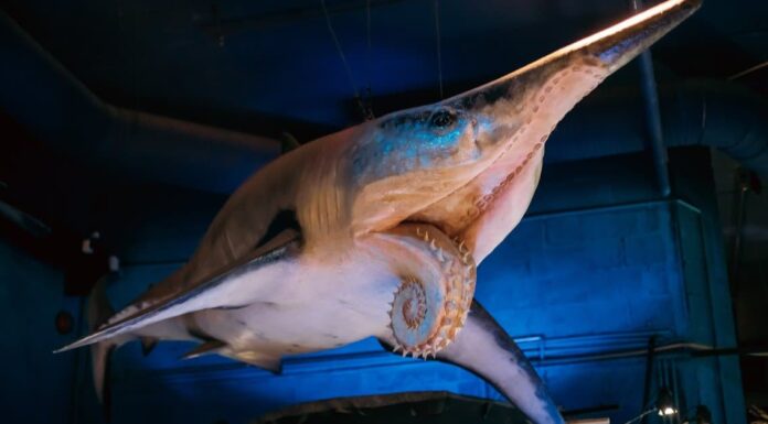 Scopri l'antico pesce squalo con una mascella sega circolare
