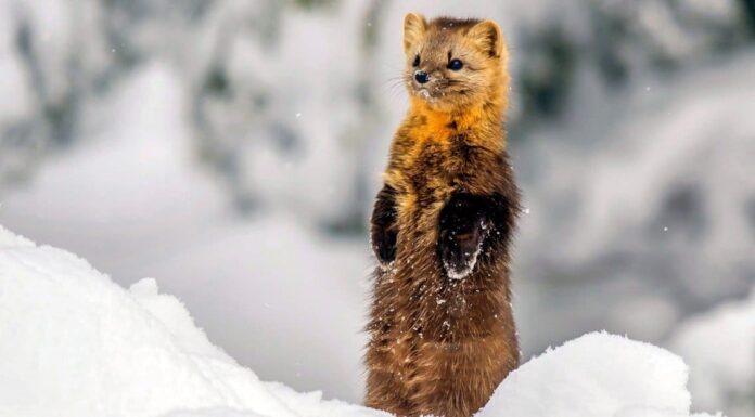 Sable vs Ferret: quali sono le differenze?
