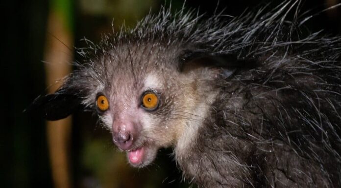 I 10 animali più brutti della terra
