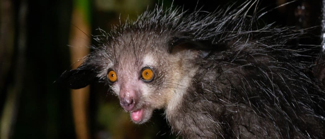 I 10 animali più brutti della terra