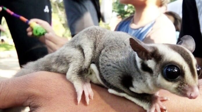 I 10 migliori animali domestici non tradizionali del mondo
