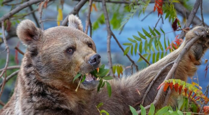 Yellowstone ad aprile: cose da fare, meteo e altro
