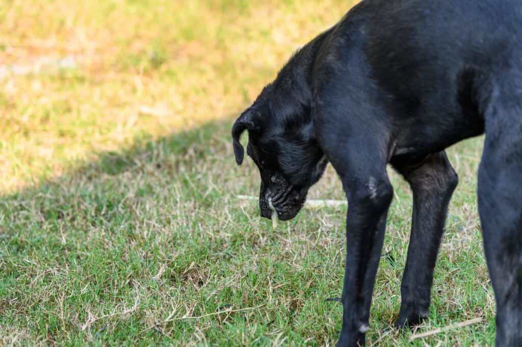 9 motivi per cui il tuo cane sta vomitando (ansimando a secco) e cosa fare al riguardo