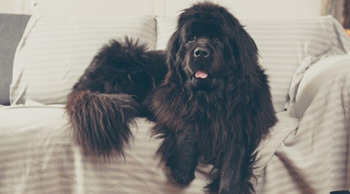 Grandi Pirenei vs Terranova: spiegate le differenze chiave
