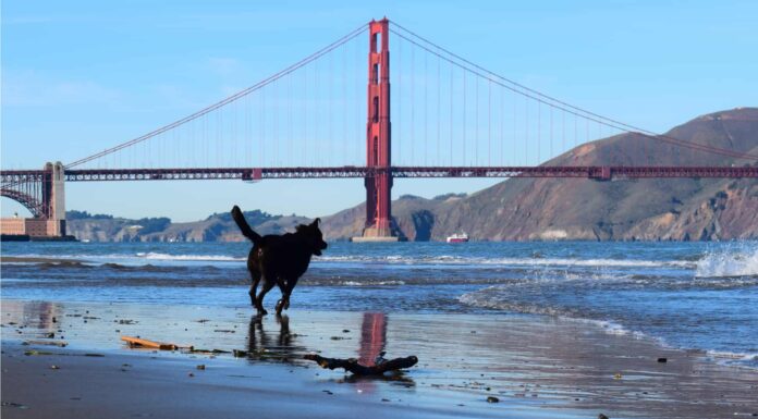 Gli 8 migliori parchi per cani di San Francisco 
