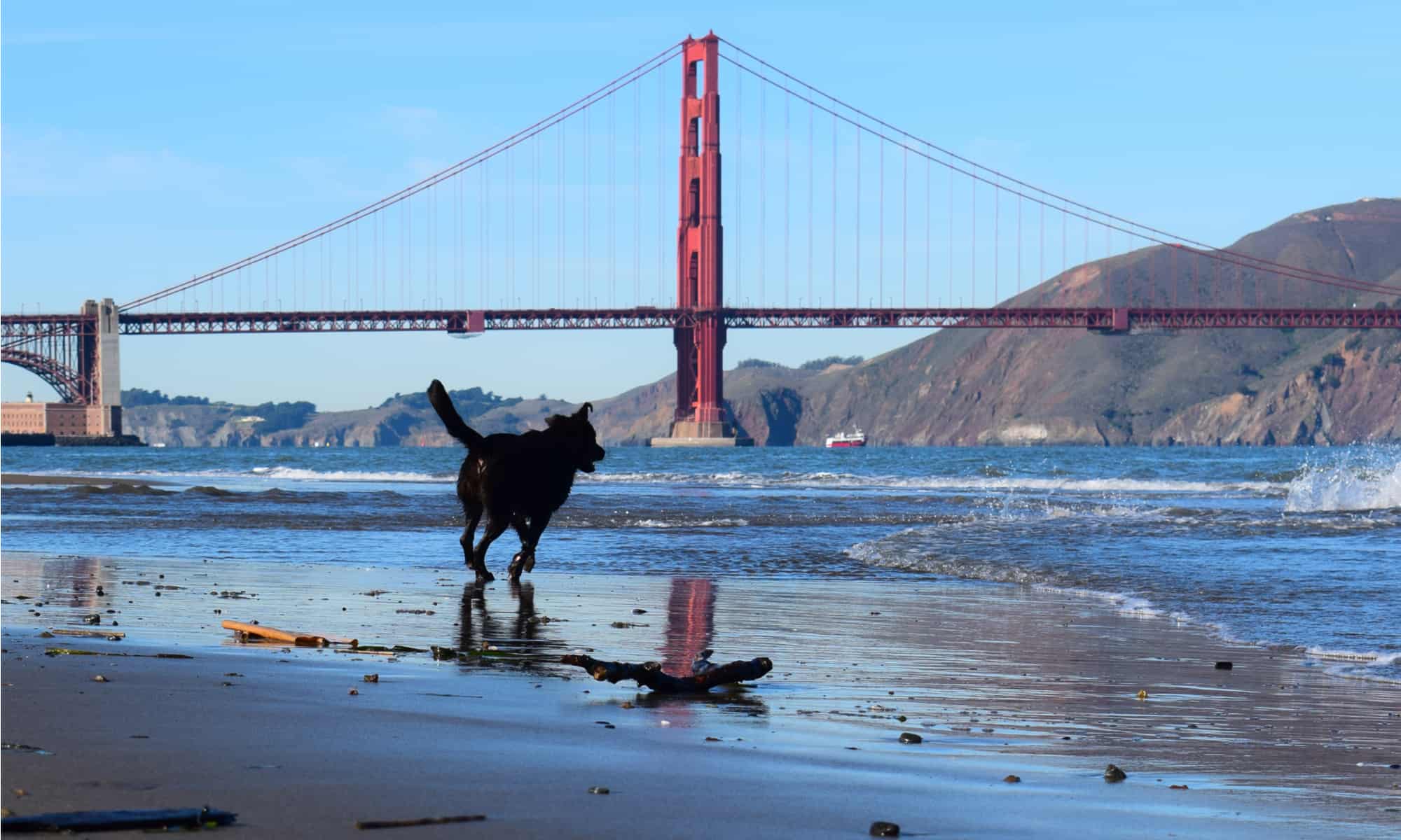 Gli 8 migliori parchi per cani di San Francisco
