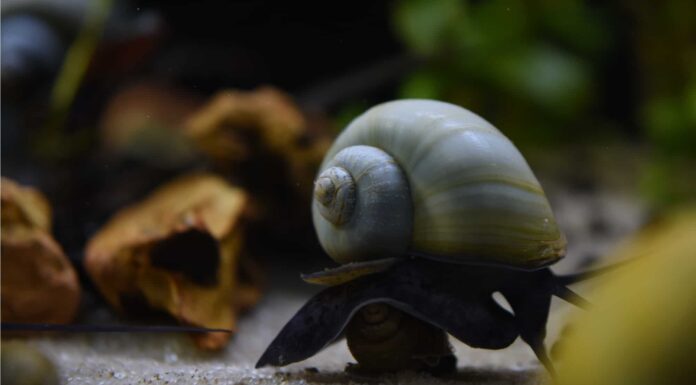 Lumaca mela vs lumaca misteriosa: qual è la differenza?
