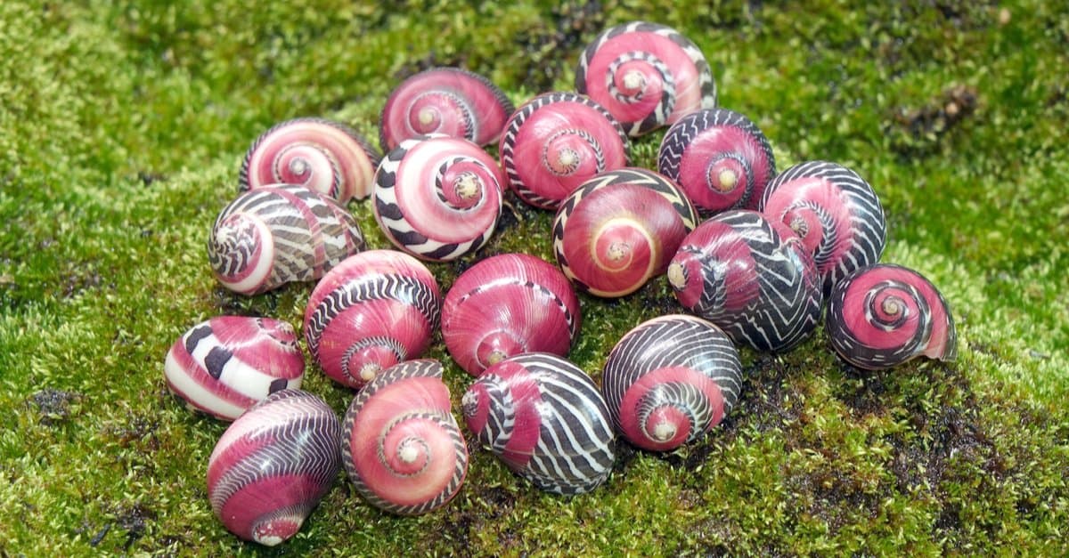 Nerite vs Mystery Snail: qual è la differenza?
