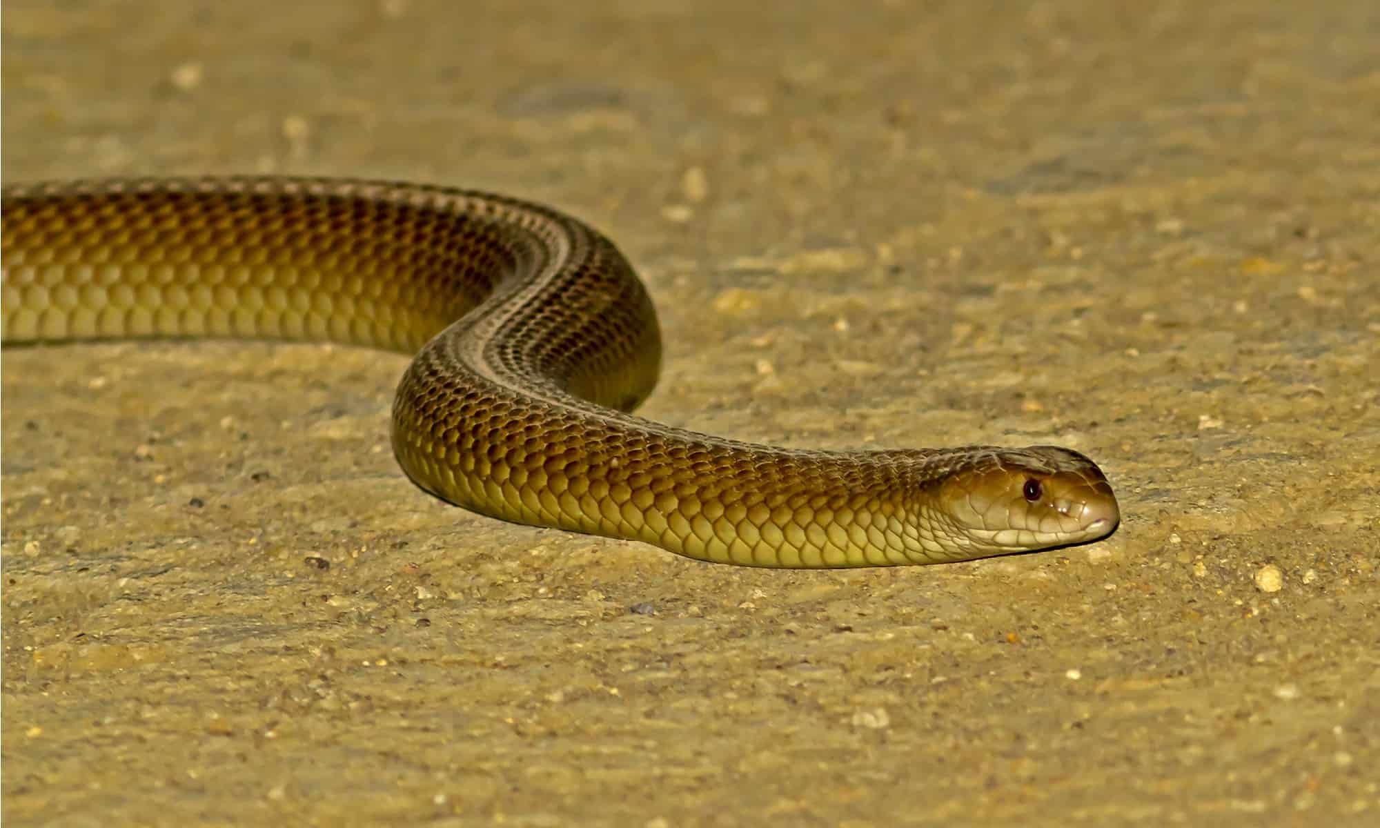 Mulga Snake vs King Cobra: quali sono le differenze?