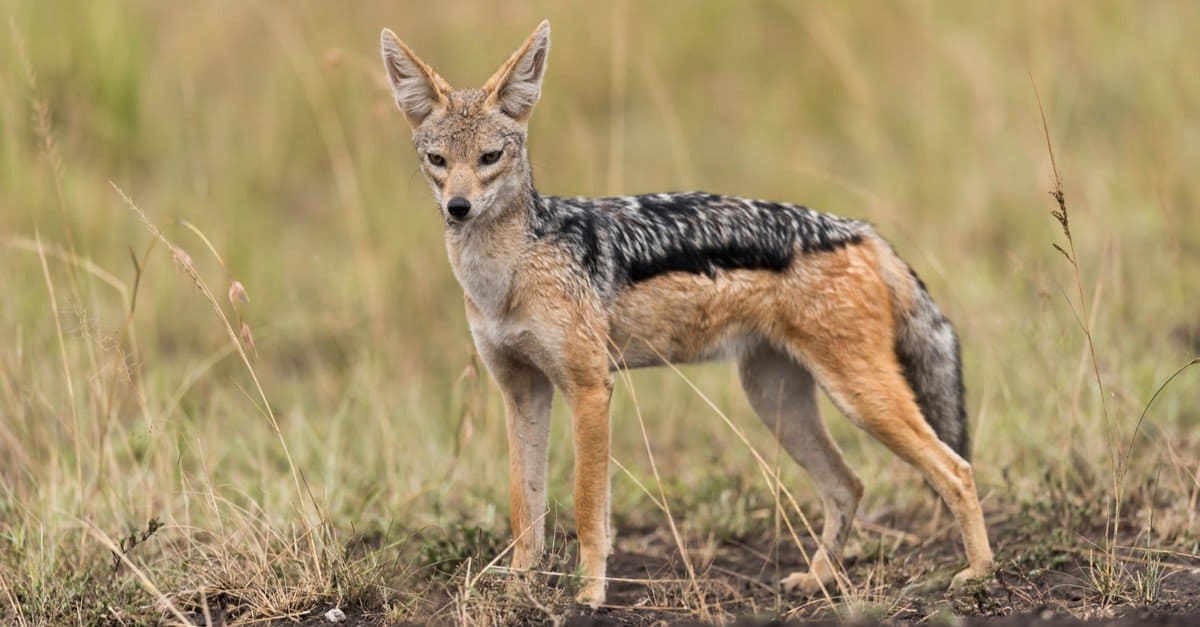 Sciacallo vs Volpe: quali sono le loro differenze?