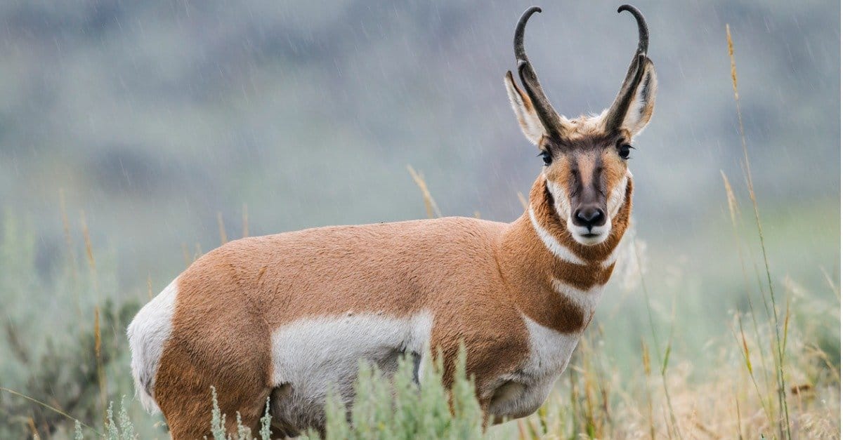 Pronghorn vs Antilope: quali sono le loro differenze?