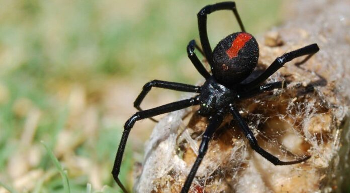 Ragni velenosi (velenosi) in Texas
