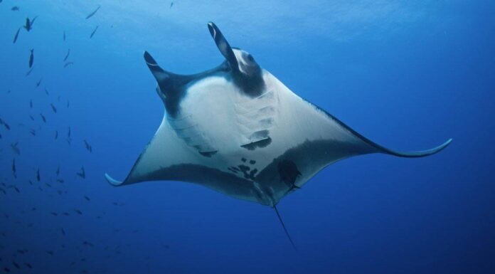 Devil Ray vs Manta Ray: quali sono le differenze?
