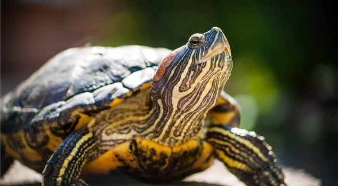 Cursori dalle orecchie rosse maschili contro femminili: come distinguere
