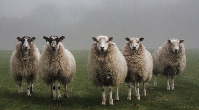 Rams VS Sheep: qual è la differenza?
