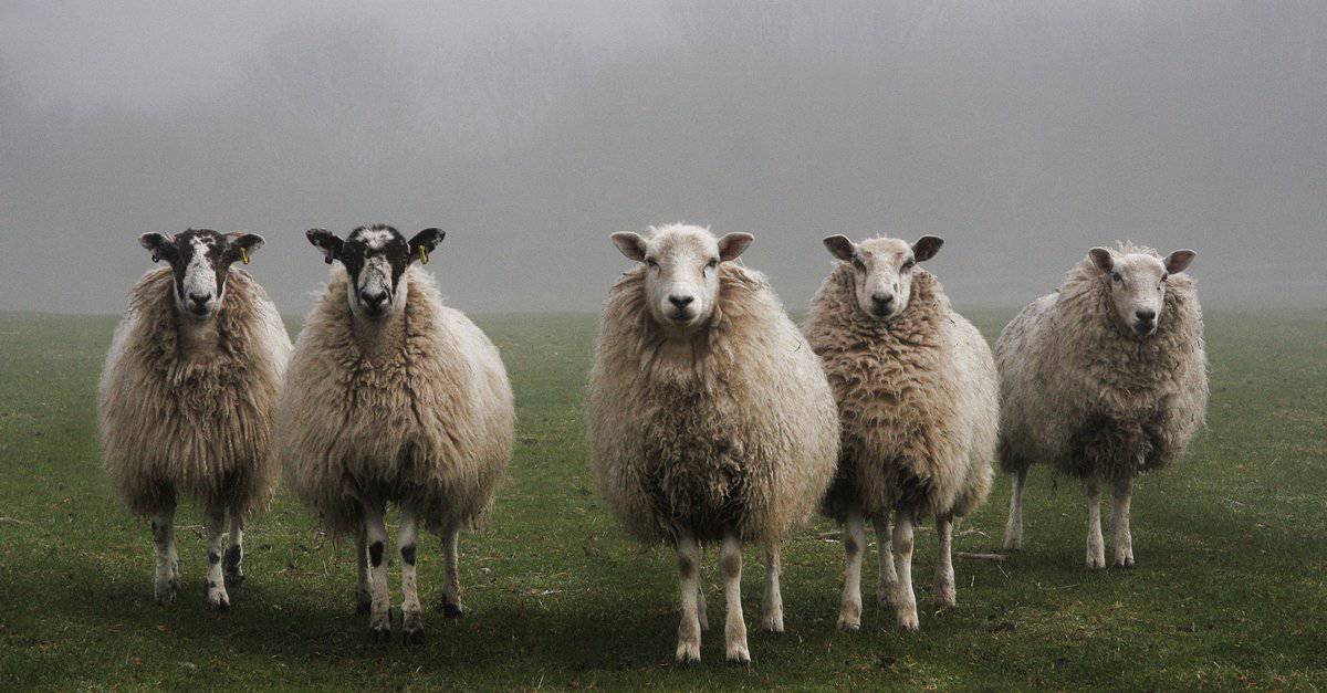 Rams VS Sheep: qual è la differenza?