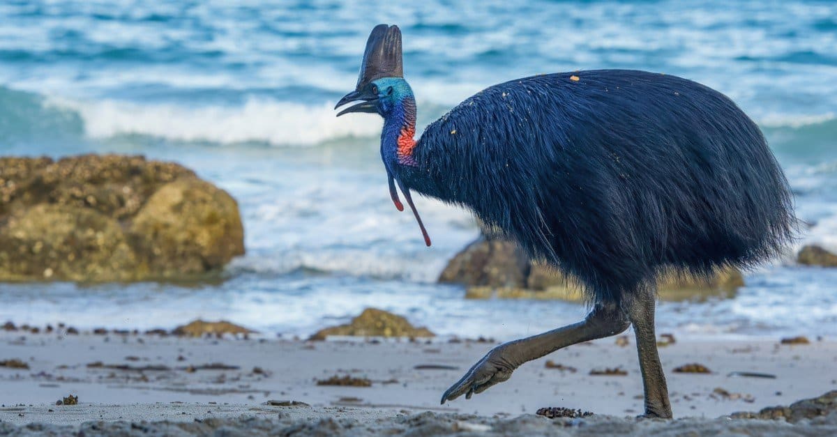 Cassowary vs Struzzo: spiegate le differenze chiave