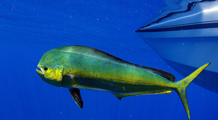 A The 8 Best Children&rsquo;s Books About Sharks Available Today