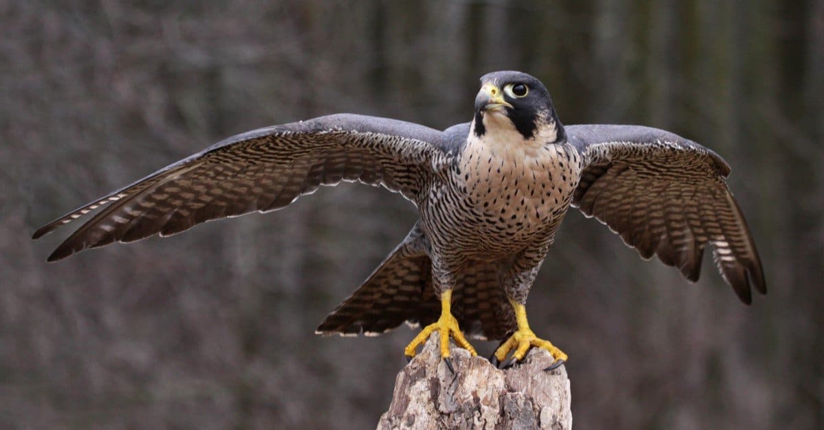 Peregrine Falcon vs Osprey: le principali differenze