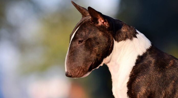 Bull terrier contro pitbull: qual è la differenza?
