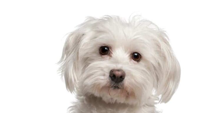 Coton De Tulear vs Maltese: qual è la differenza?
