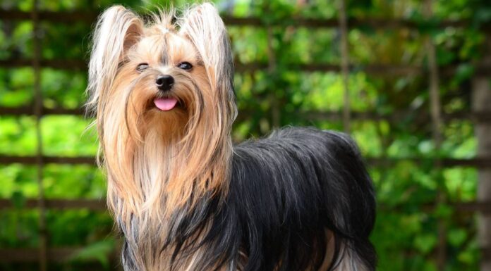 Yorkie vs maltese: qual è la differenza?
