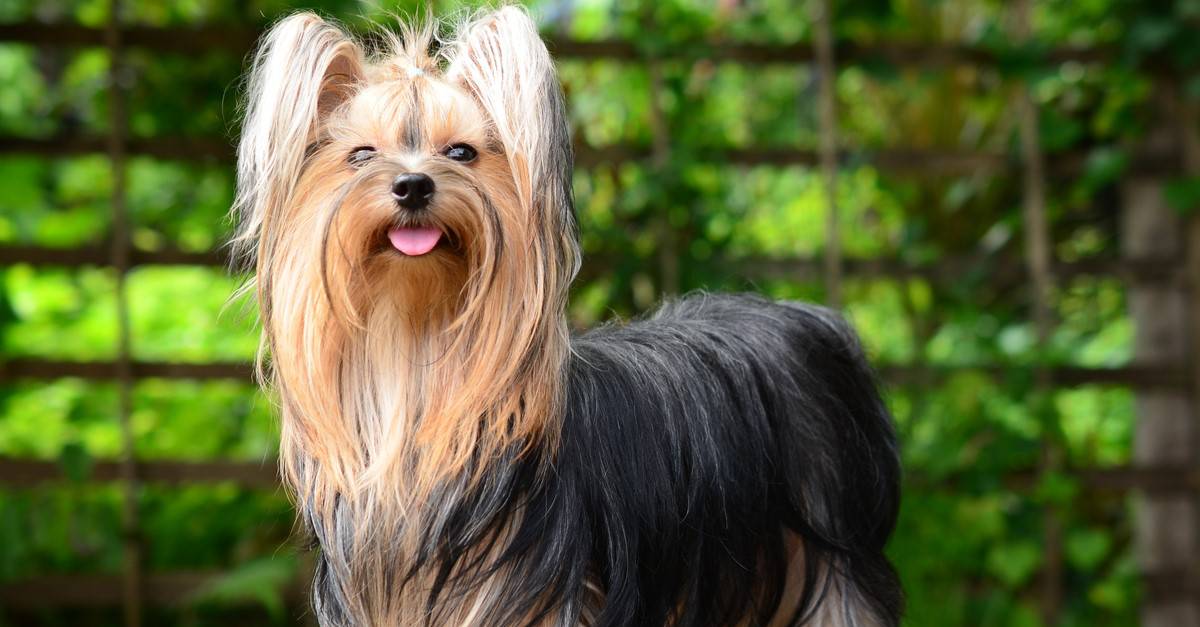 Yorkie vs maltese: qual è la differenza?