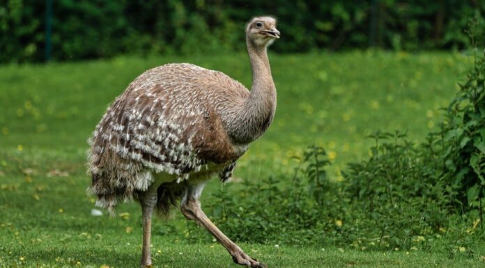 Greater Rhea walking in open field