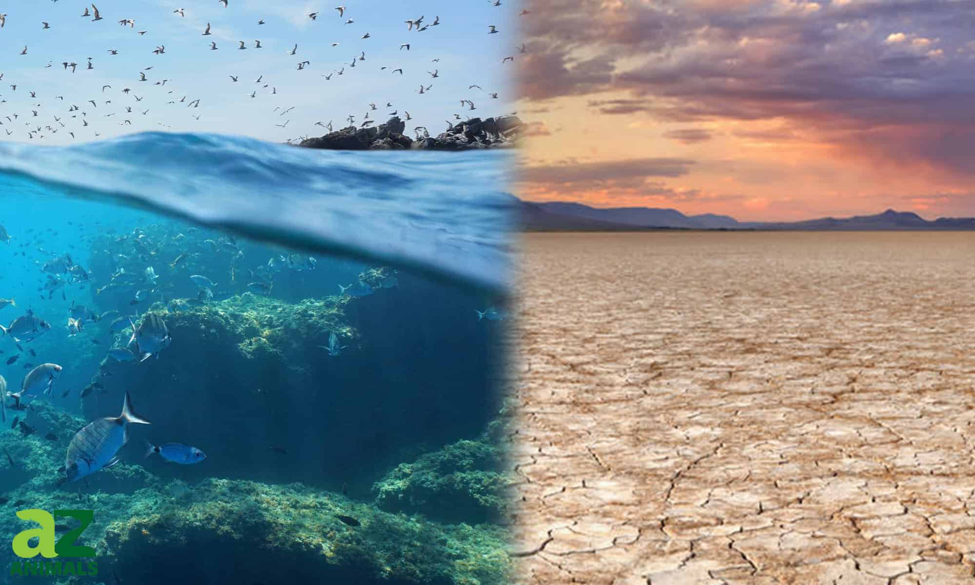 Vanishing Lakes: scopri come uno dei laghi più grandi d'America è improvvisamente scomparso