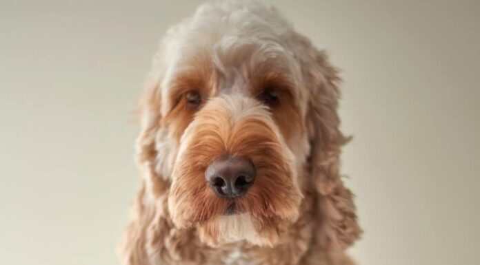 Doodle vs barboncino: c'è differenza?
