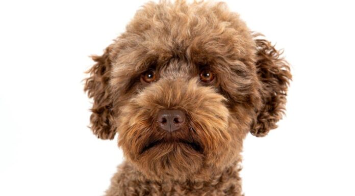 Barboncino vs Labradoodle: quali sono le 8 differenze chiave?
