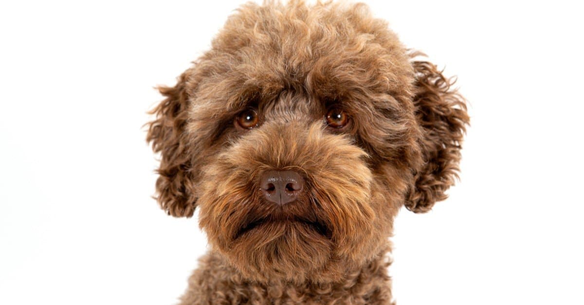 Barboncino vs Labradoodle: quali sono le 8 differenze chiave?