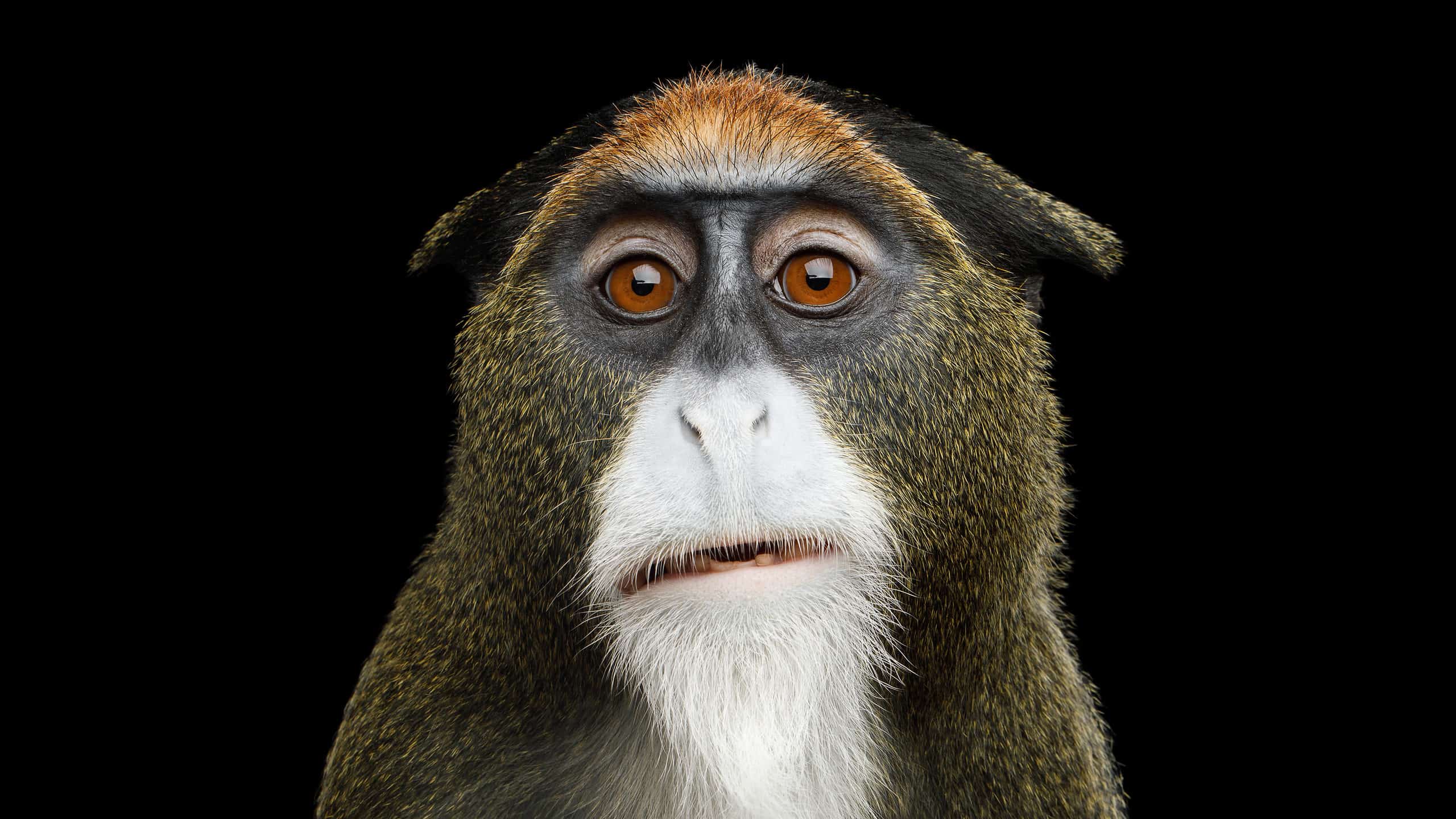 Dalla Scimmia di Brazzà