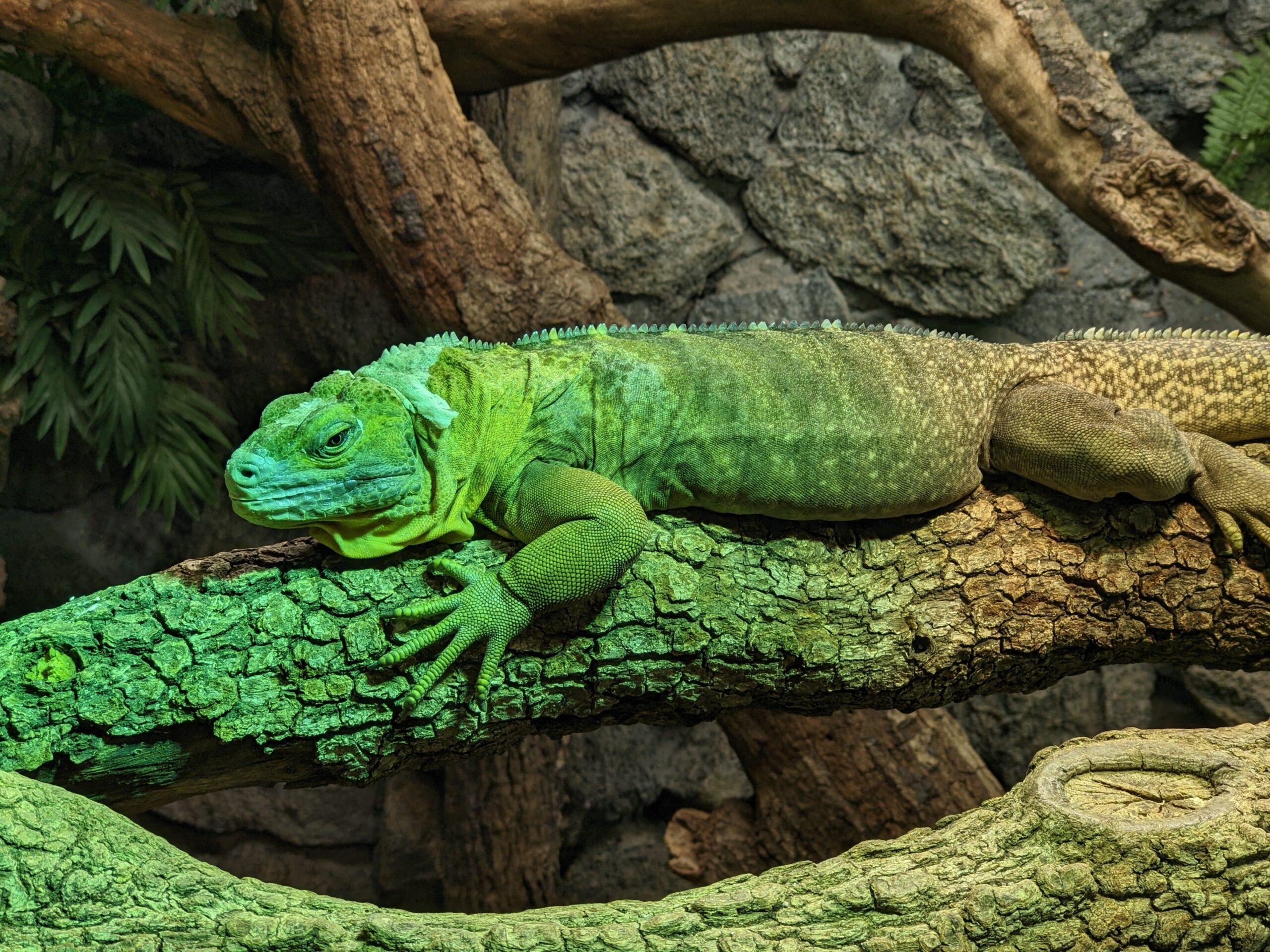 Iguana giamaicana