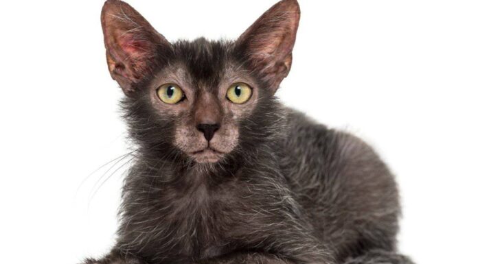 Gatto Lykoi
