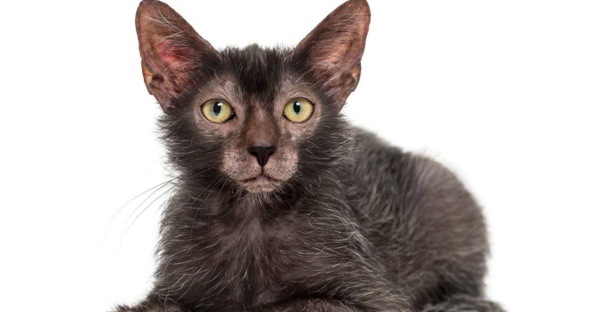 Gatto Lykoi