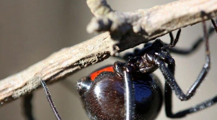 9 ragni che mangiano i serpenti
