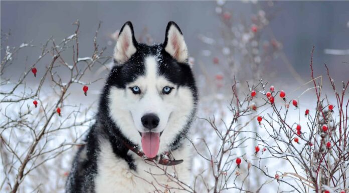 Pomsky vs Husky: qual è la differenza?
