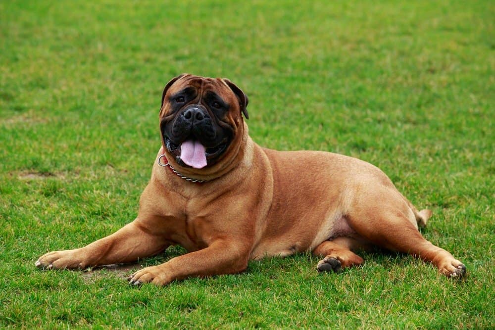 Bullmastiff vs Rottweiler: spiegate le differenze chiave