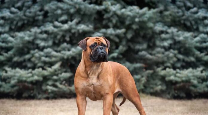Bullmastiff vs mastino inglese: quali sono le 8 differenze chiave?

